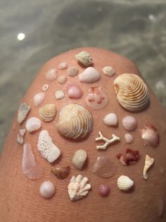 there are many different shells on the head of someone's head, including sea shells