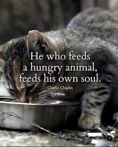 a cat eating out of a metal bowl with a quote from charlie chapplin