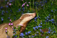 an animal that is standing in the grass with flowers around it's neck and nose