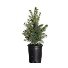 a small pine tree in a black pot