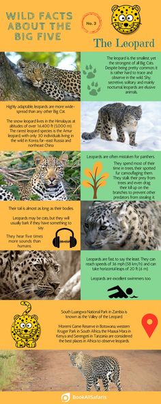 the leopards and other animals are depicted in this info sheet with information about them