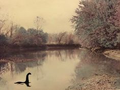 a duck is swimming in the water near trees