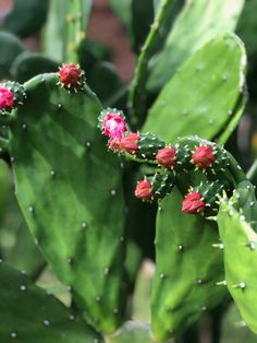 some red flowers are growing on a green cactus plant in the sun with lots of leaves