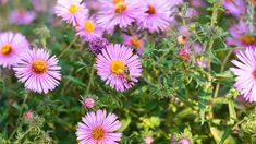 many pink flowers with yellow centers in a field