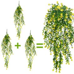 three different types of plants with yellow flowers and green leaves hanging from the top, on white background