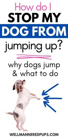 a dog jumping up with the words how do i stop my dog from jumping up?