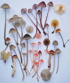 several different types of mushrooms on a white surface