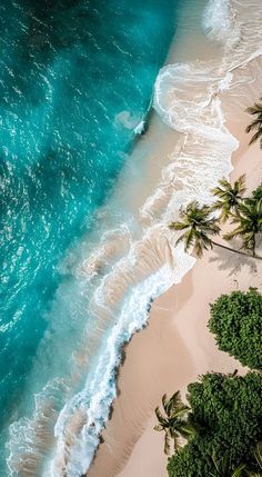 an aerial view of the beach and ocean with palm trees