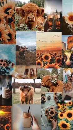 a collage of pictures with animals and sunflowers on them, including an animal