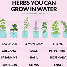 there are many different plants in jars with the words herbs you can grow in water