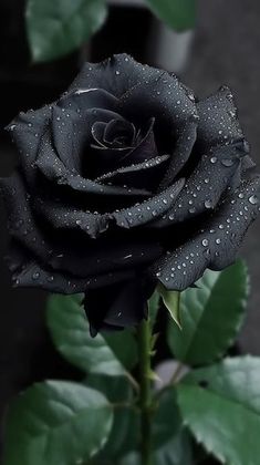 a black rose with water droplets on it