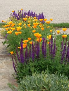 some yellow and purple flowers are growing in the grass next to a curb with a red fire hydrant