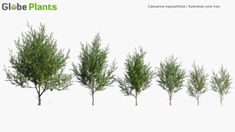 Casuarina Equisetifolia 3D Model Rhino 3d, Low Poly Models, 3d Software, Perfect Model, 3d Rendering, Pine Tree, Cinema 4d, Low Poly, Landscape Design