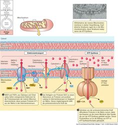 the diagram shows different types of cell membranes and their functions, including cellular structure