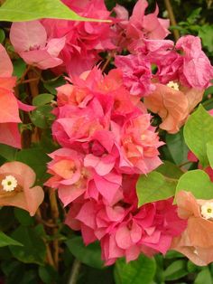 pink and orange flowers with green leaves in the background