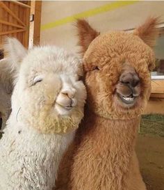 two llamas with their faces close to each other