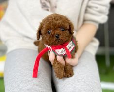 a small brown dog sitting on top of a person's lap wearing grey sweatpants