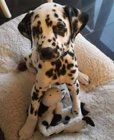 a dalmatian puppy sitting on top of a stuffed animal