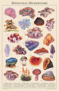 an illustration of different types of mushrooms