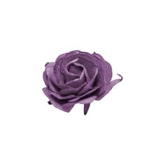 a single purple rose on a white background