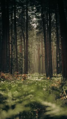 A lush deep green forest. Cottagecore Background, Cottagecore Wallpaper, Summer Wallpapers, Wallpaper Iphone Summer, Forest Background, Sunset Wallpaper, Arte Fantasy