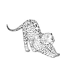 a black and white drawing of a cheetah laying on its back with it's head down