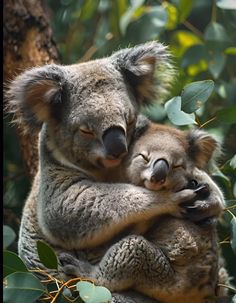 two koalas cuddle together in a tree