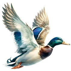 a painting of a duck flying with its wings spread