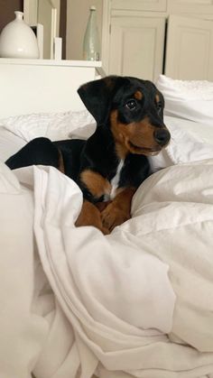 a small black and brown dog laying on top of a bed covered in white sheets