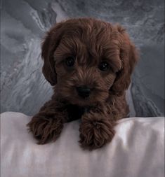 a brown dog sitting on top of a white pillow