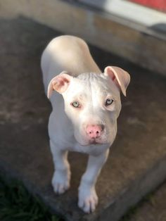 a white dog with blue eyes standing on concrete