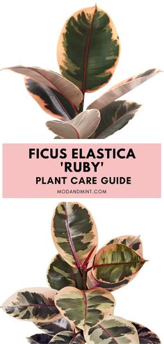 the ficus elastica plant care guide