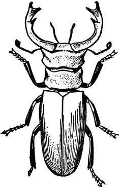 an insect with long legs and large antennae, vintage line drawing or engraving illustration stock photo