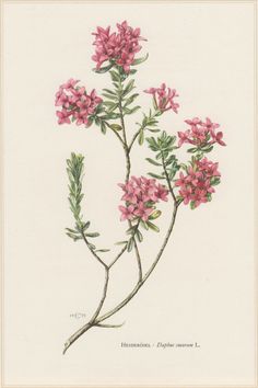 a drawing of pink flowers on a white background