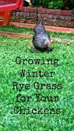 a chicken sitting on top of green grass next to a red bench with the words growing winter rye grass for your chickens