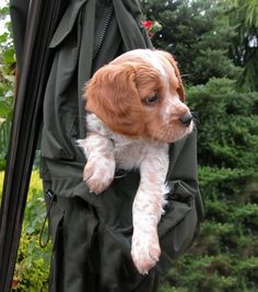 a puppy is sitting in the pocket of a backpack