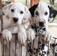 two dalmatian puppies are sitting in a cage