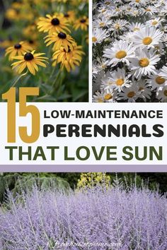 flowers and plants with the title 15 low maintenance perennials that love sun