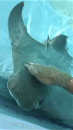 a person is petting a stingfish in the water with his hand on it's belly