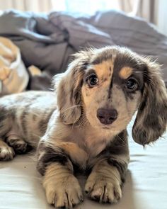 a small dog laying on top of a bed