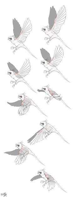 four drawings of birds flying in the sky