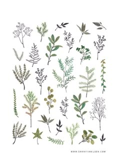 an assortment of different plants and leaves on a white background with the words, herbs