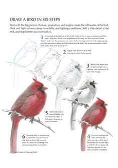 the instructions for how to draw birds in six steps