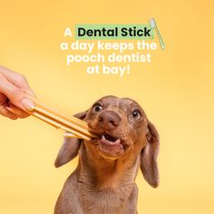 a person holding a toothbrush in front of a dog's face with the caption, a dental stick a day keeps the pooch dentist at boy