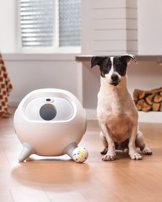 a dog sitting on the floor next to an interactive pet toy that looks like a ball