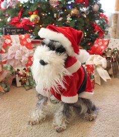 a small dog wearing a santa claus outfit in front of a christmas tree