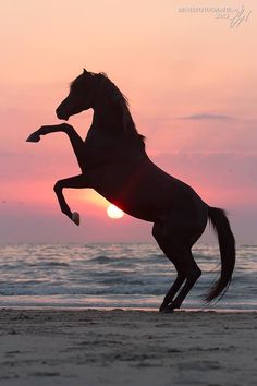 a horse rears up on its hind legs at the beach as the sun sets