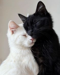 two black and white cats are cuddling together