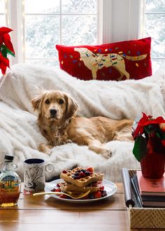 a brown dog laying on top of a white couch next to a table with food