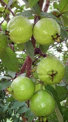 some green fruit hanging from a tree with leaves